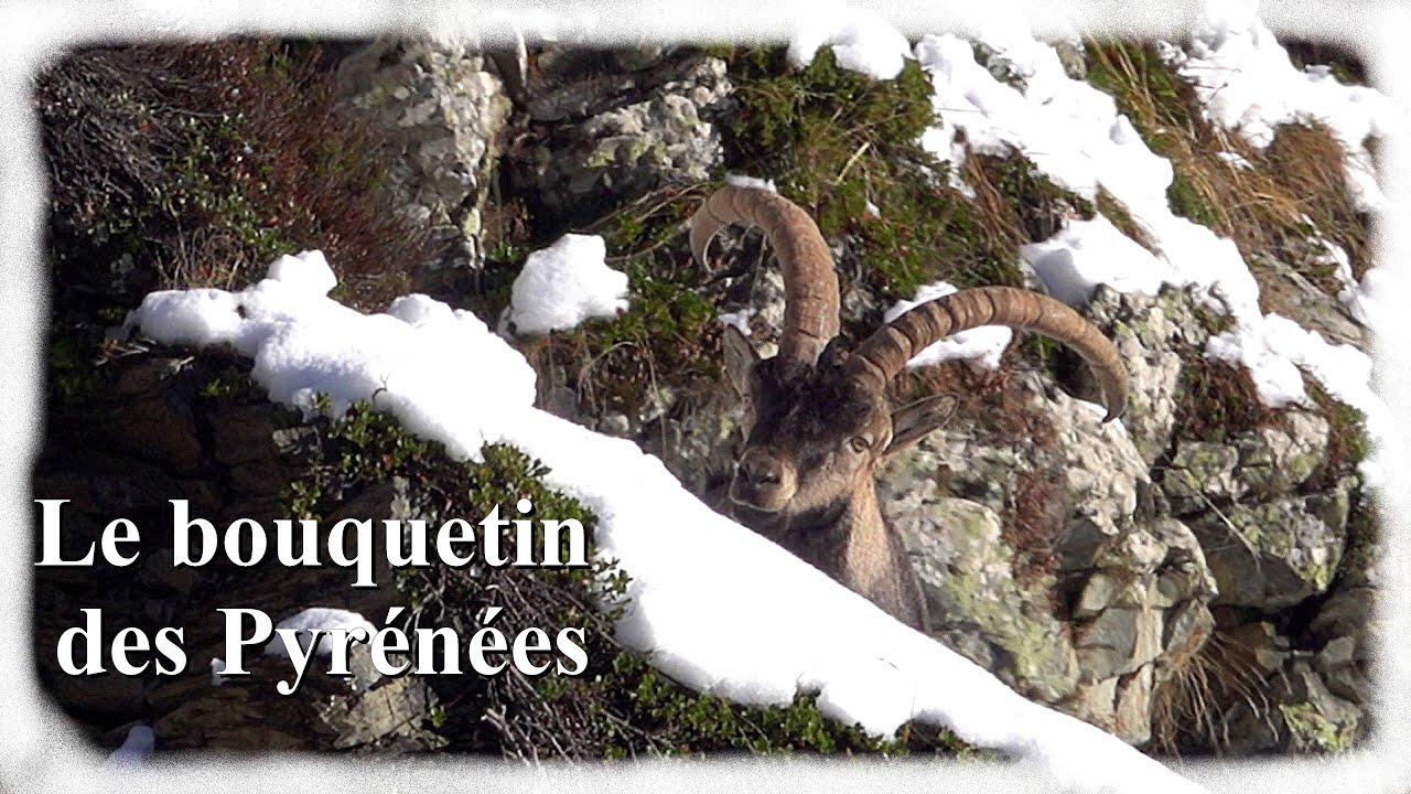 Bouquetin Ibérique