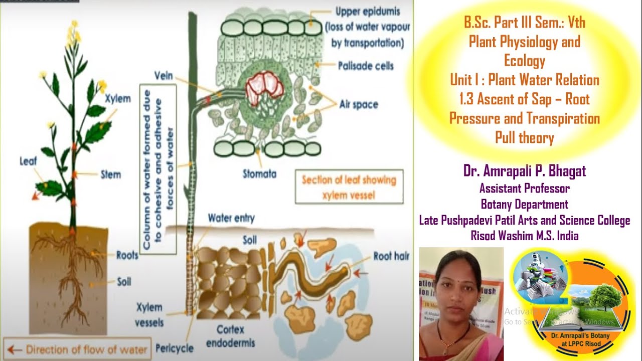Ascent of Sap Root Pressure and Transpiration Pull Theory