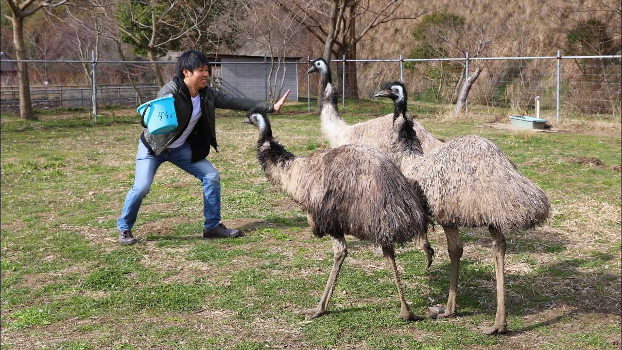 恐竜並の巨大鳥エミューに囲まれて追いかけられる