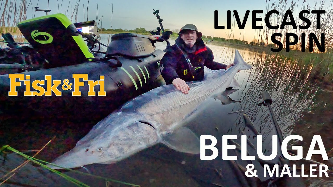 LIVECAST SPIN EFTER BELUGA OG MALLER  [ENG SUBS]