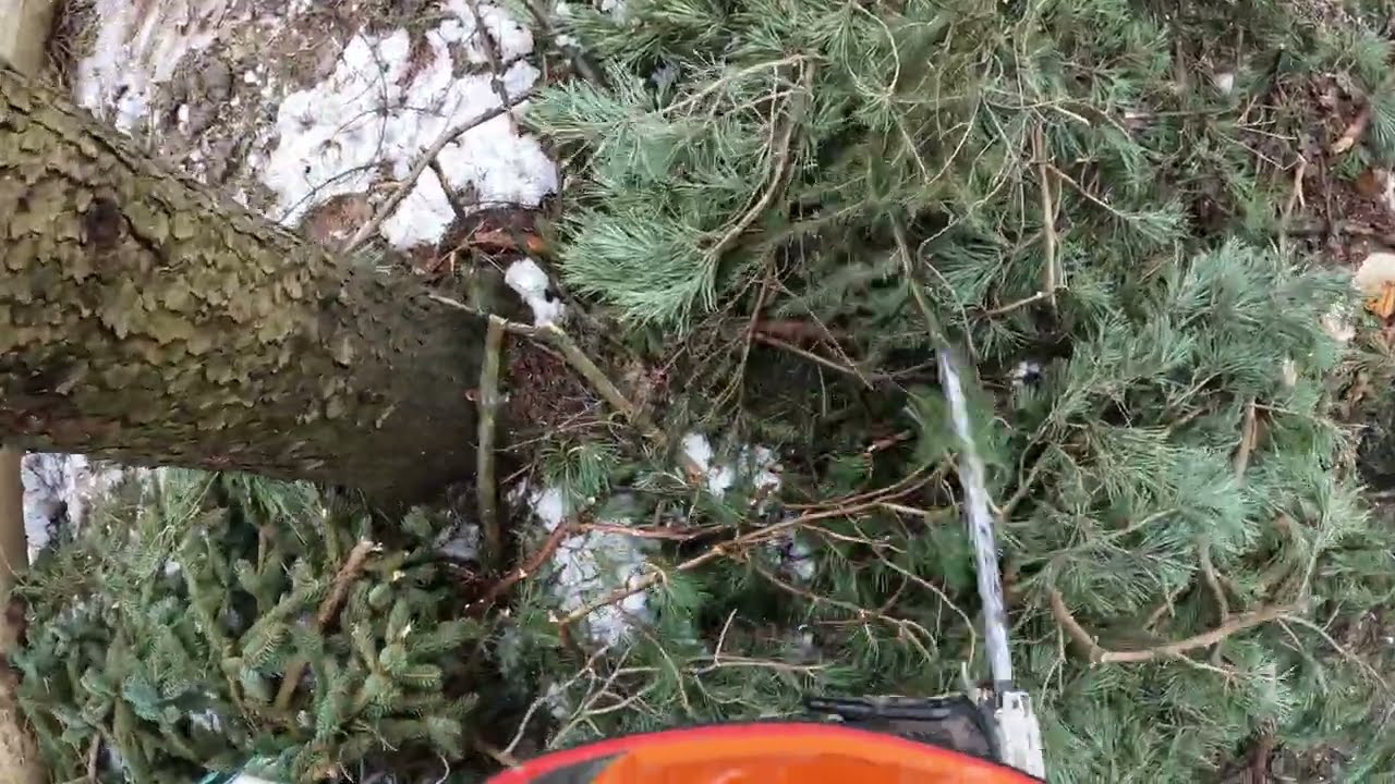Weiter im Schneebruch mit Stihl MS500i und Akkufällkeil