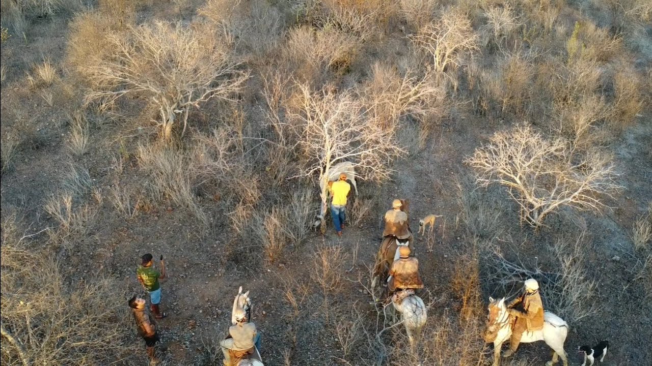 [DRONE] Novilha PIABA x Luiz, Andersin e Matheus