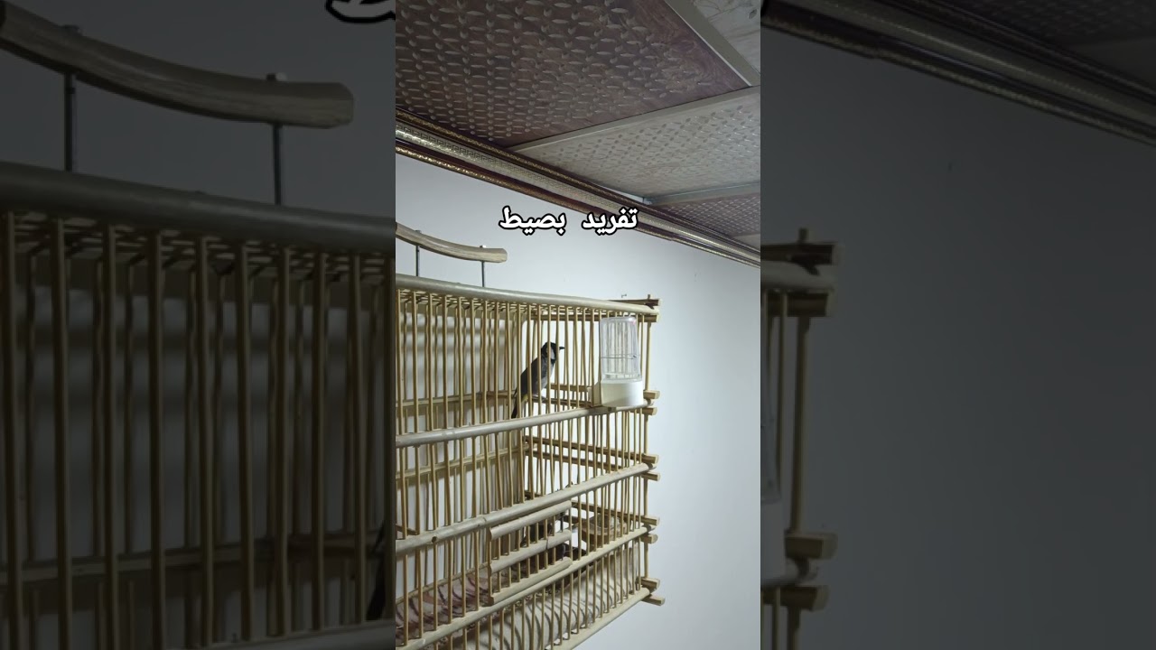 السلام عليكم جميعأ تفريد بصيط العيونكم 07727940575تحياتي للجميع ❤