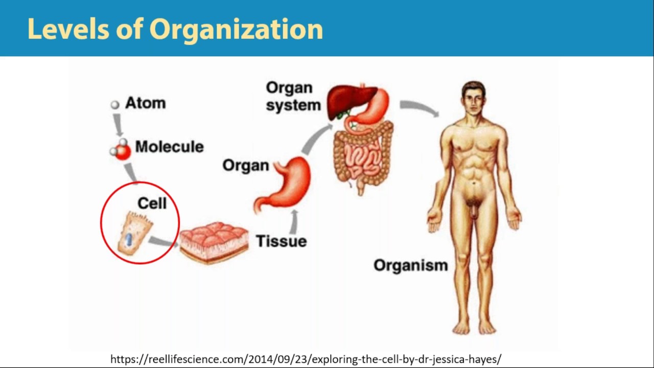 [Arabic] [Webinar] Cancer Stem Cells  Theory, Biology, and Current Advances