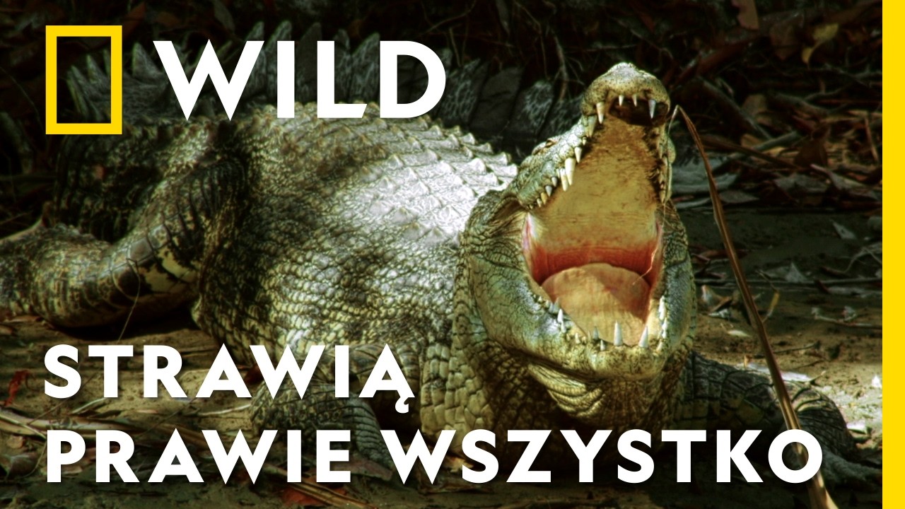 Krokodyle różańcowe swoim ofiarom nie dają żadnych szans | Krokodyl – wielki ocalały Australii