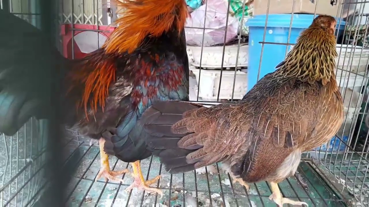 Chim Gà Cảnh Mới Nhất Ở TIỆM Ngày 19/3