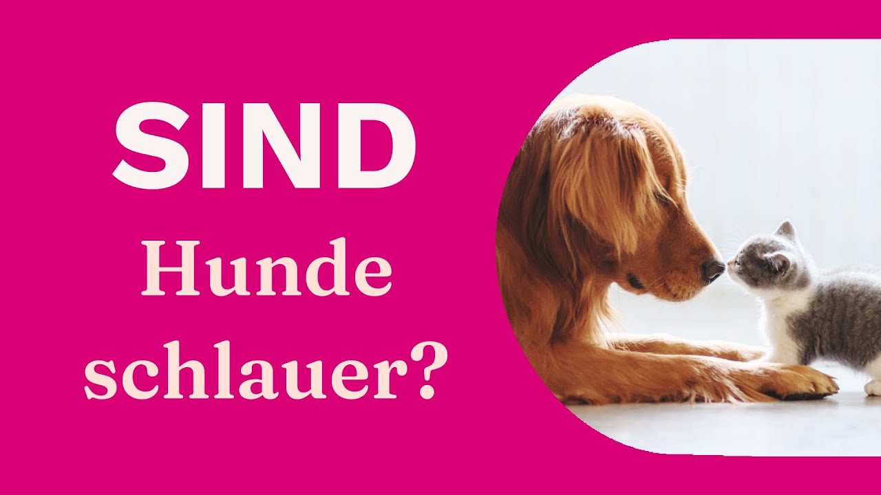 Wer ist schlauer? Katze oder Hund?