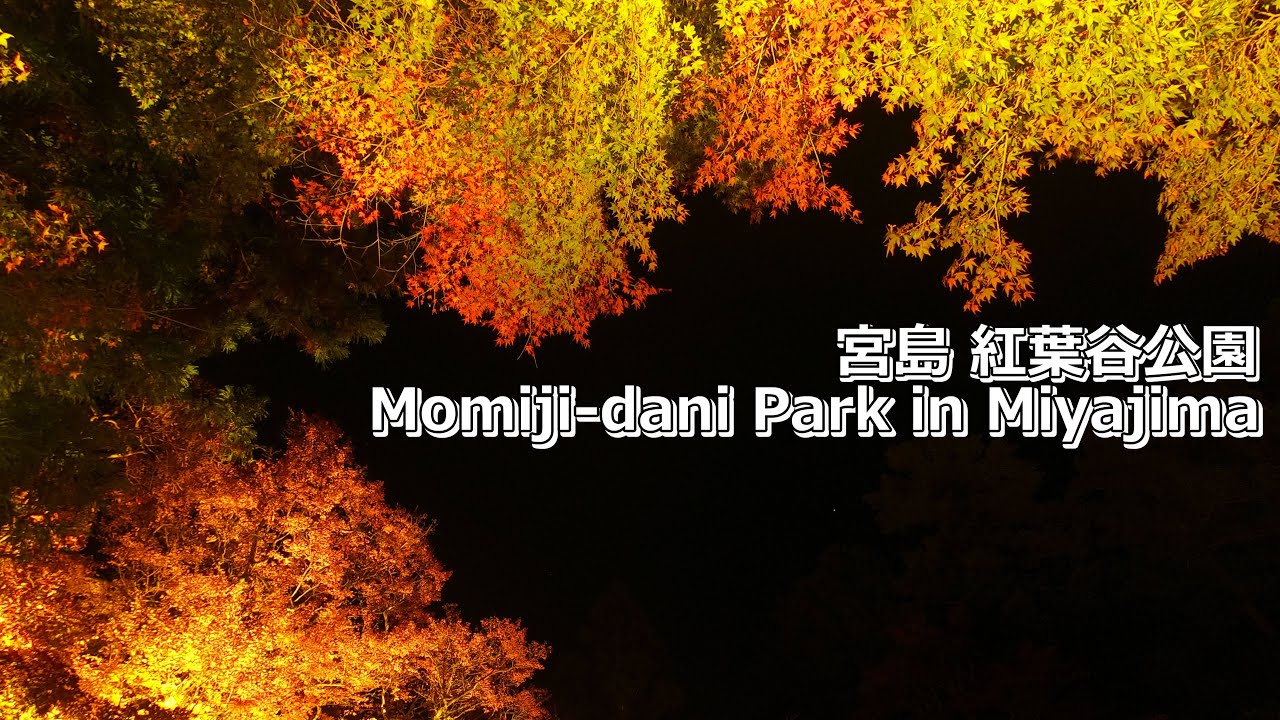 宮島 紅葉谷公園の紅葉ライトアップ GoPro Nightlapse / Illuminated Autumn Leaves at Momijidani Park in Miyajima