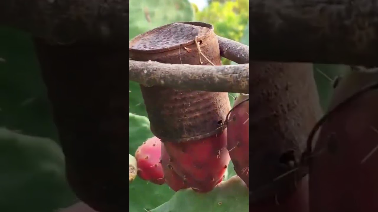 cactus fruit harvesting techniques using simple tools #farming #tools #shorts