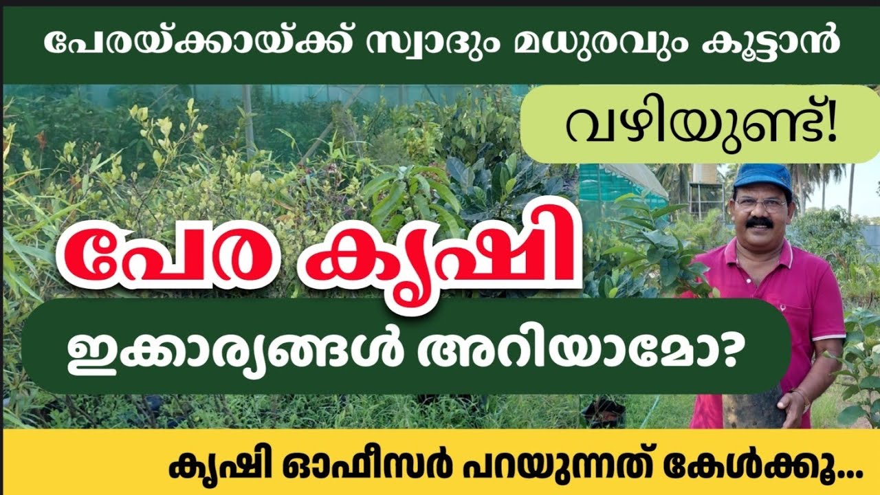 പേര നടുമ്പോൾ അറിയേണ്ടത്.. | Guava Farming Kerala | Krishi Reethikal | Krishi Officer 