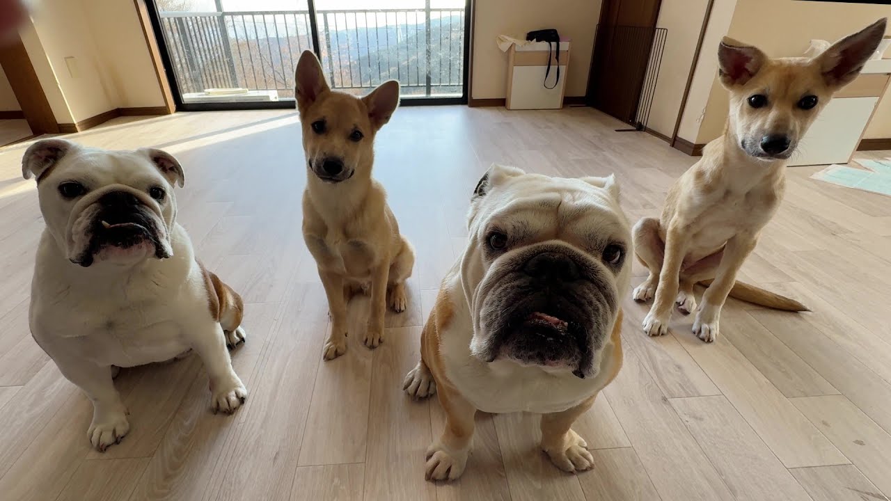 新年早々嬉しいご報告が沢山あります♪ぶるまるのおかげでセン＆ハク譲渡会が大成功？しました！