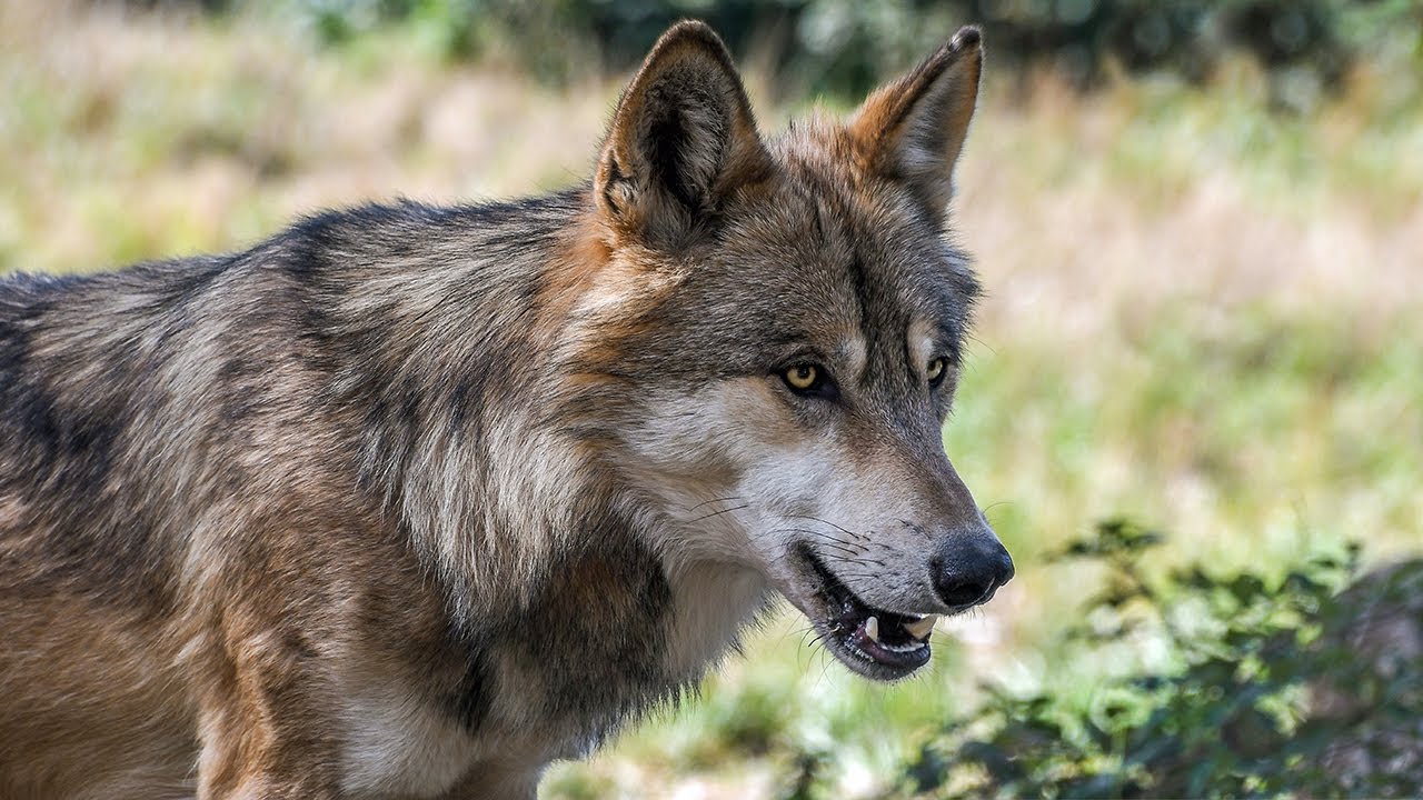 Wolf Tracking in Abruzzo: A Wild Experience in Italy