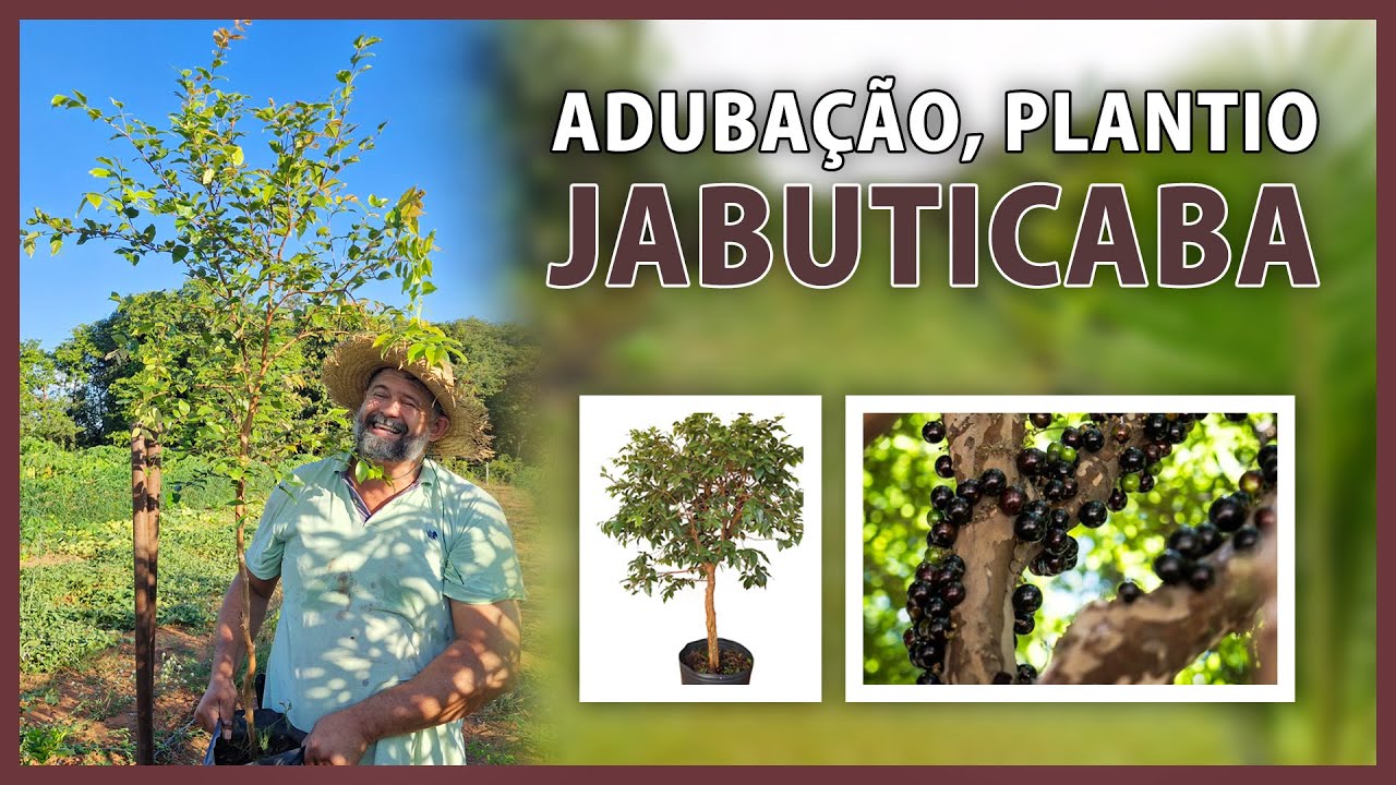 Plantio de JABUTICABA para PRODUZIR rápido 