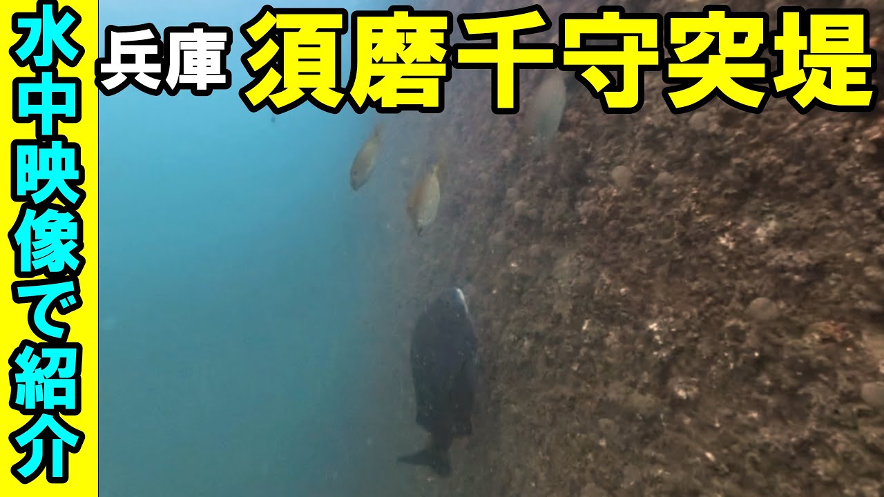 須磨千守突堤のポイントを水中映像で紹介！