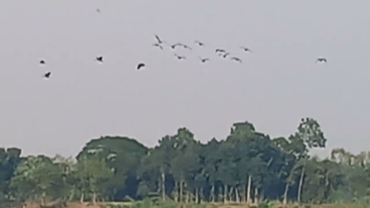 অথিতি পাখি।
