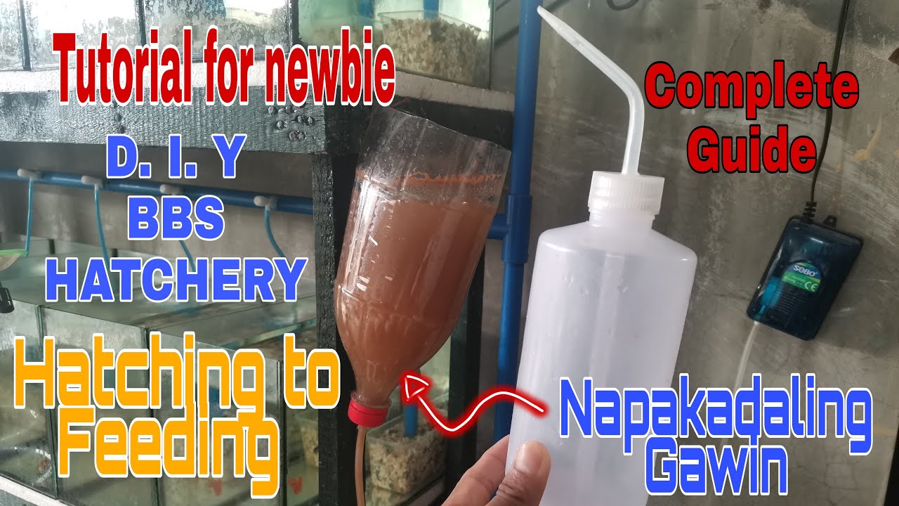 Easy to make D.I.Y BBS HATCHERY | HATCHING TO FEEDING
