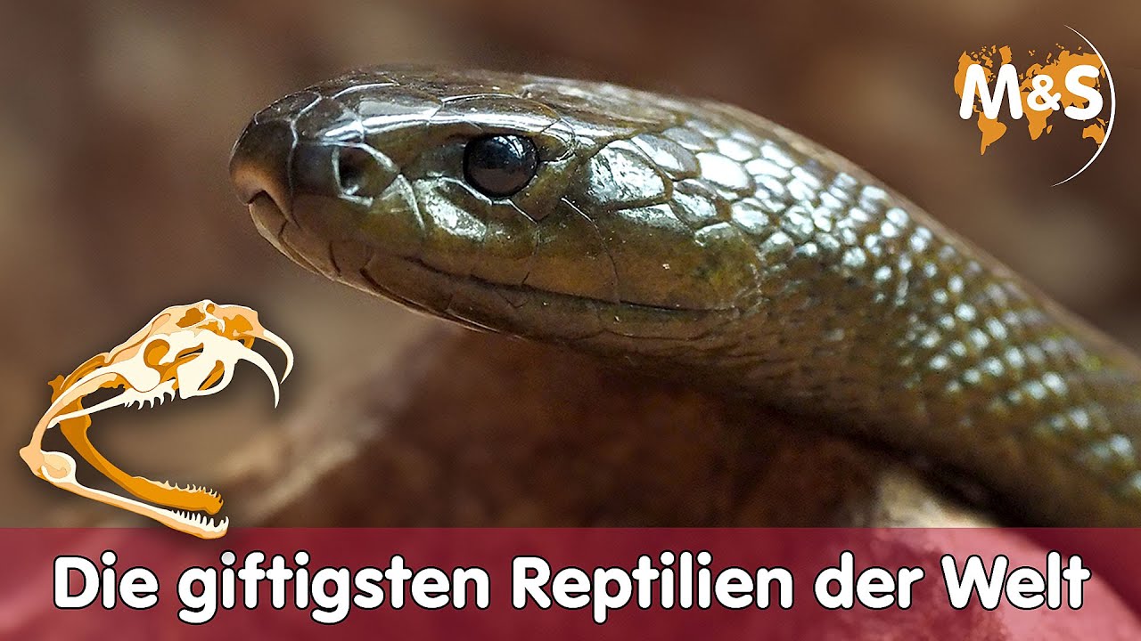 💀 Die giftigsten Reptilien der Welt | Top 5 💉