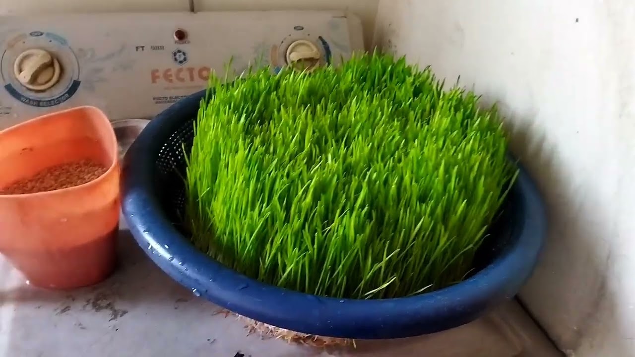 how to grow hydroponic green food in free range organic food for hens #petlover