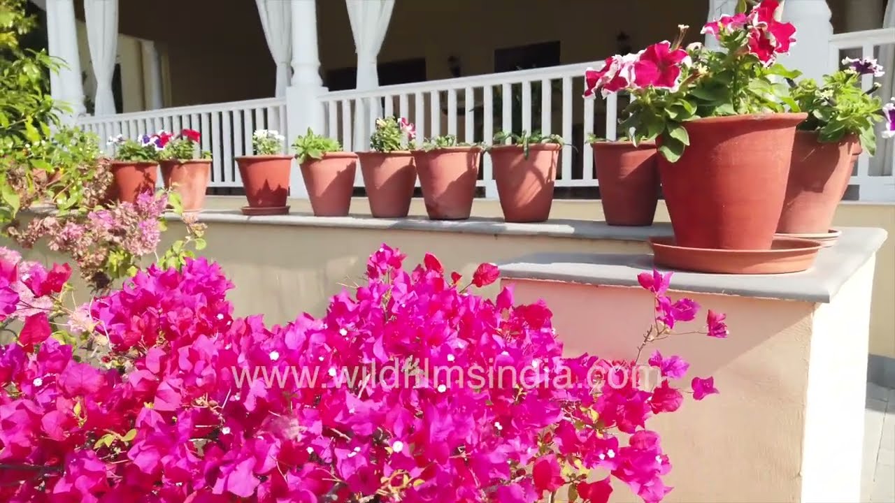 Sariska Manor Resort tour in Rajasthan, India | nature and adventure getaway in tiger country