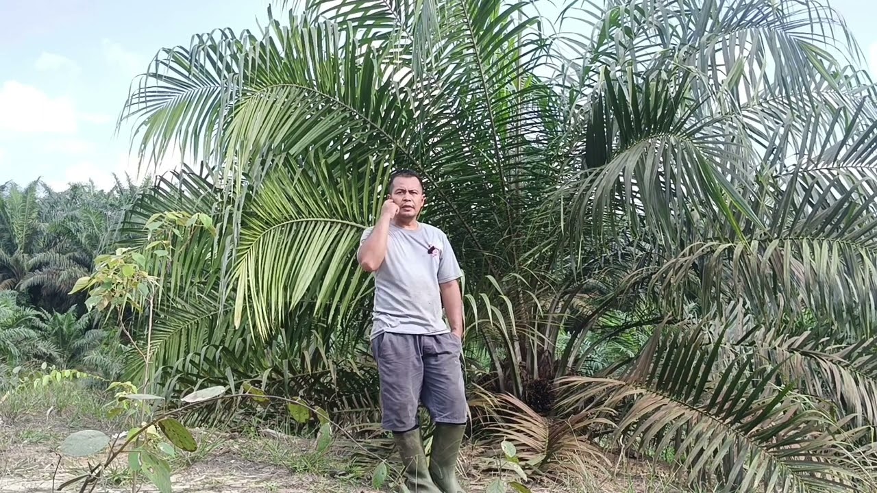 kekurangan topaz 3 dan kelebihan nya''