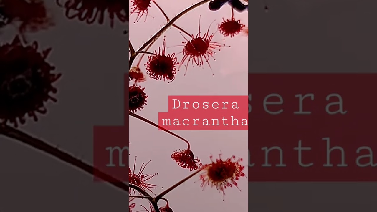 Drosera macrantha feeding time-lapse