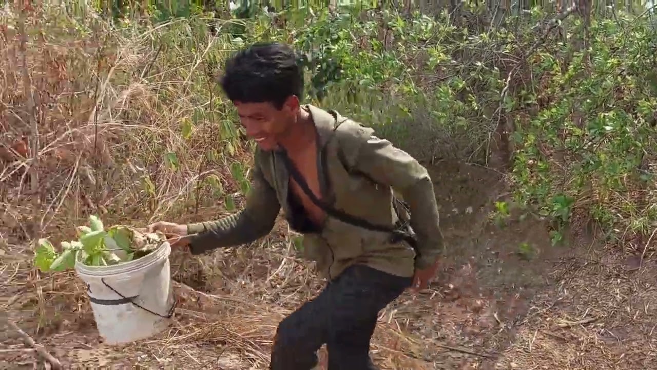 ដើរចាក់ពងអង្រ្កង