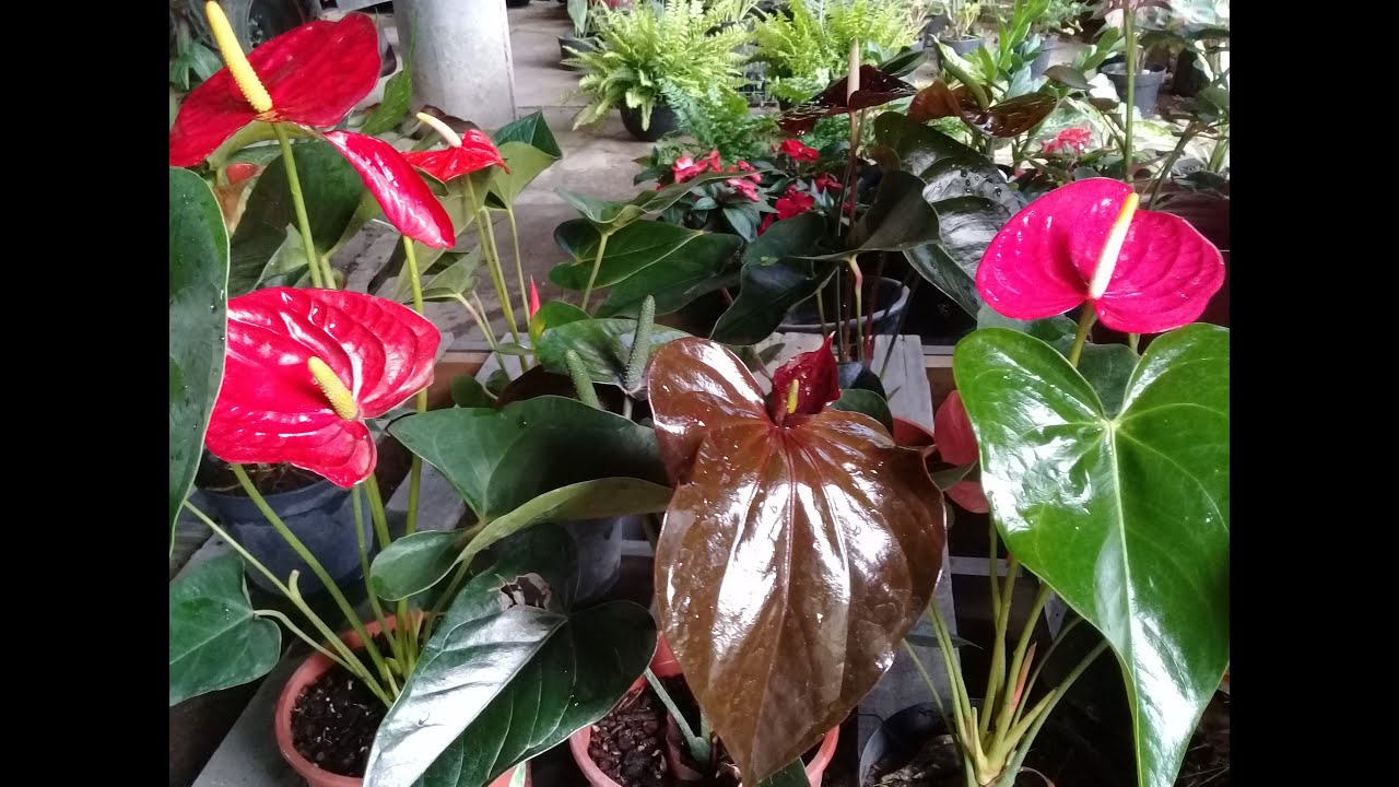 Anturios mira lo que les paso con la lluvia