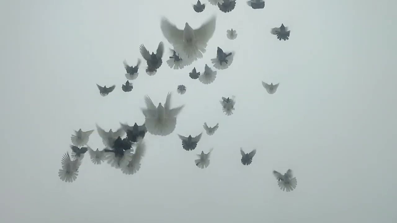 Кто не гоняет, тот ничего не знает. Николаевские голуби 2 часть.