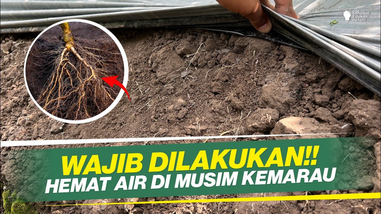CARA MENGATASI KEKURANGAN AIR DI MUSIM KEMARAU ‼ PENGGUNAAN MIKORIZA UNTUK BUDIDAYA CABAI ‼