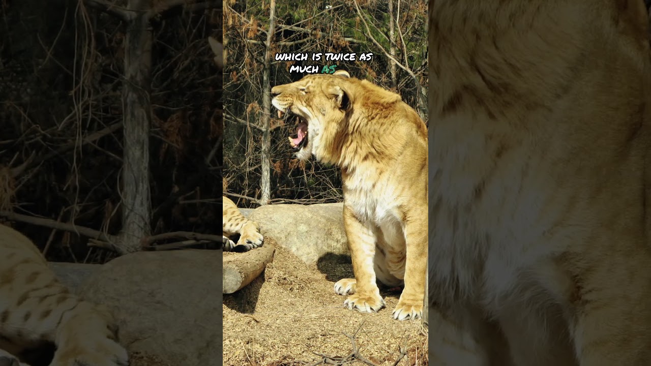 Liger