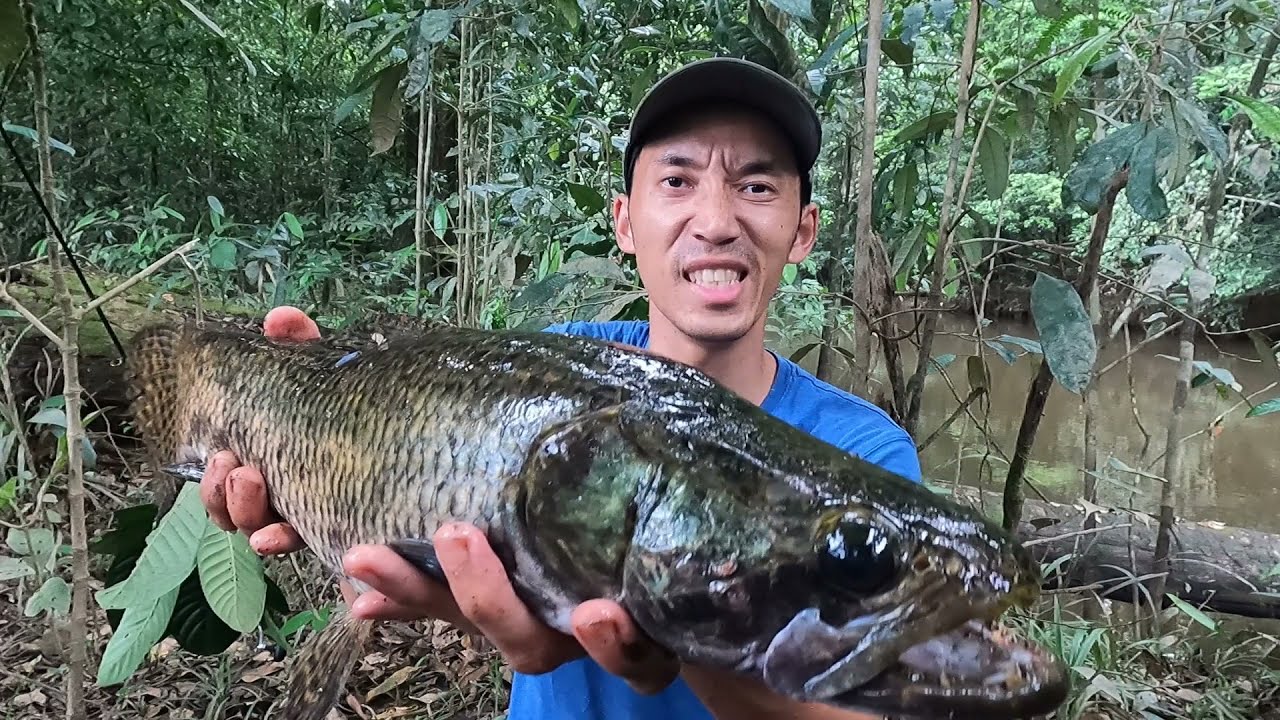 P&ecirc;che Guyane - Carpes et A&iuml;mara du bord