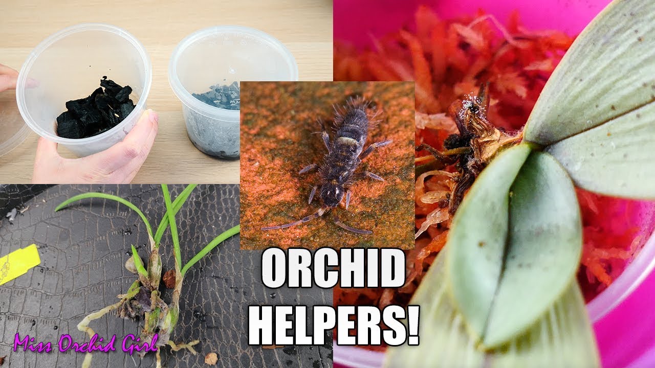 The Orchid helpers you didn't know you had - Starting a Springtail colony!