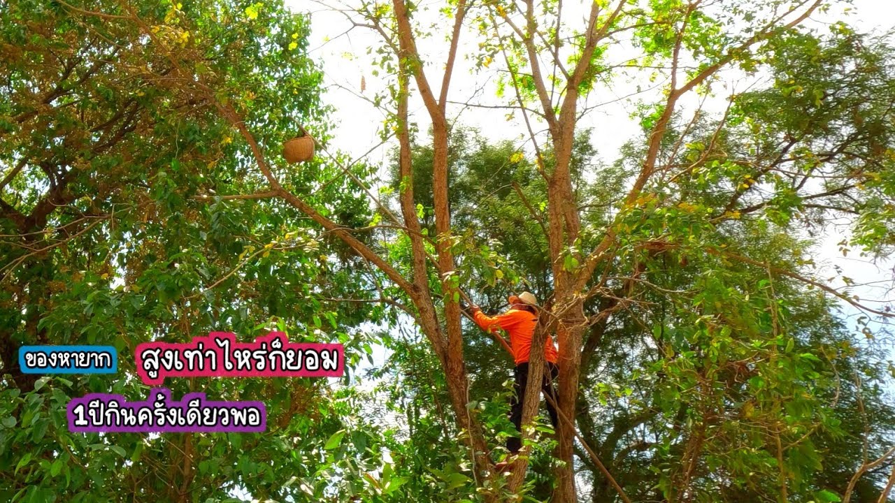 ของแซ่บหายาก สูงเท่าไหร่ก็ยอม 1ปีกินครั้งเดียวพอ/บ้านนาพาสุข EP.478