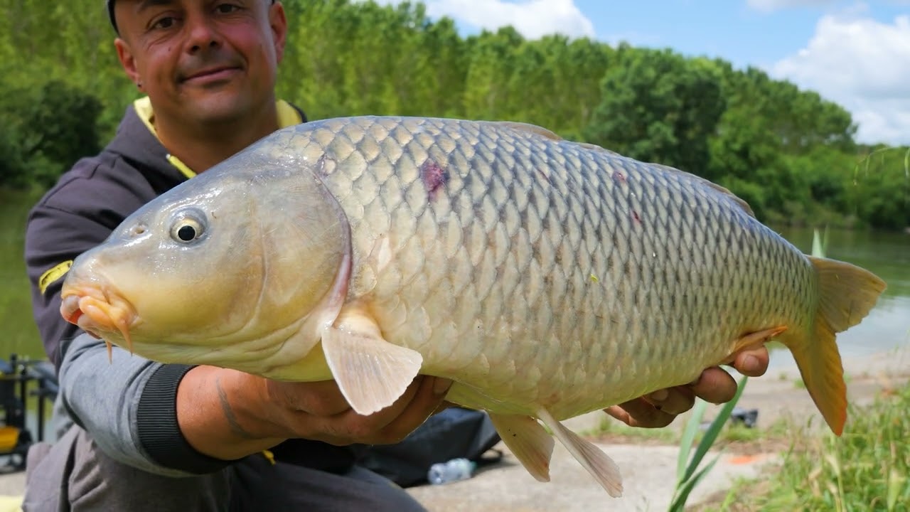 Method Feeder a Formigosa (Tubertini)