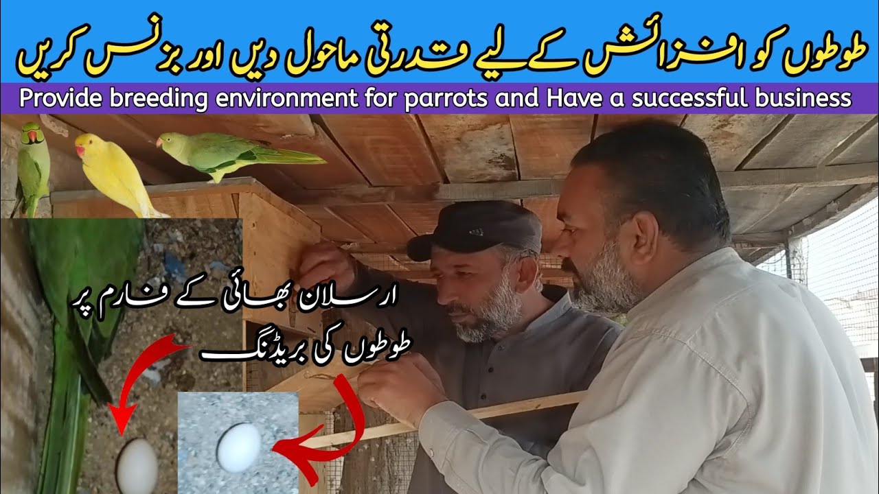 Ringneck parrots breeding || Ringneck breeding Setup in Rajanpur || breeding Invoirement
#parrots