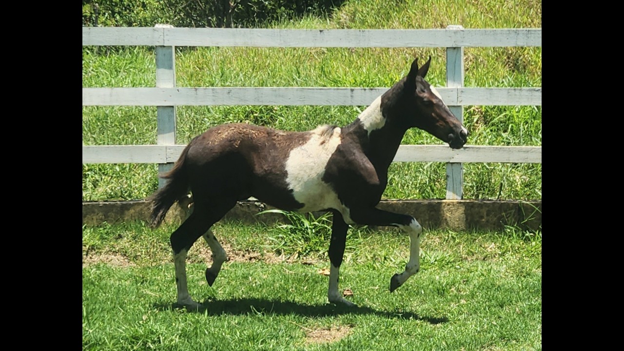 ALEGRIA II DA EVOLUÇÃO