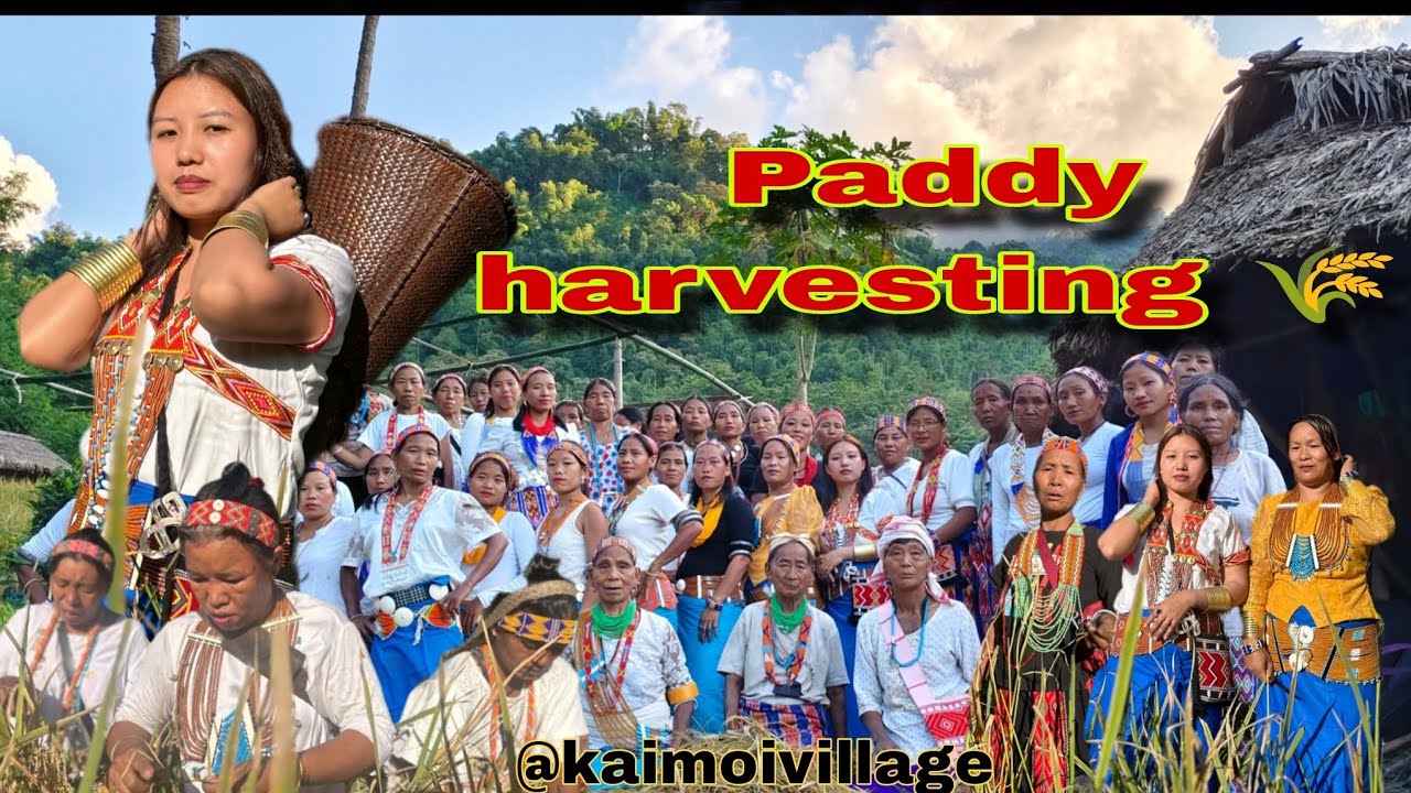 Paddy harvesting🌾🌾 at Kaimoi village northeast india 🇮🇳🇮🇳