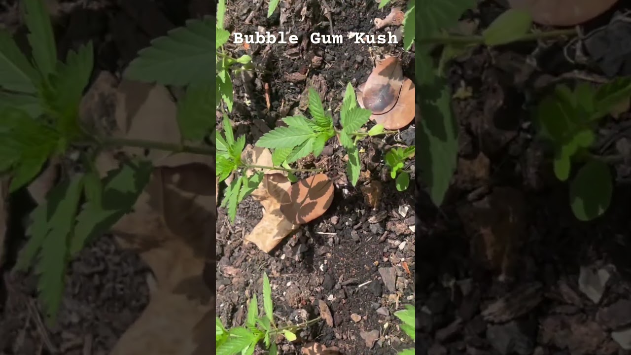 Bubblegum kush #organiccannabis #cannabisdaily #organic #cannabiseducation