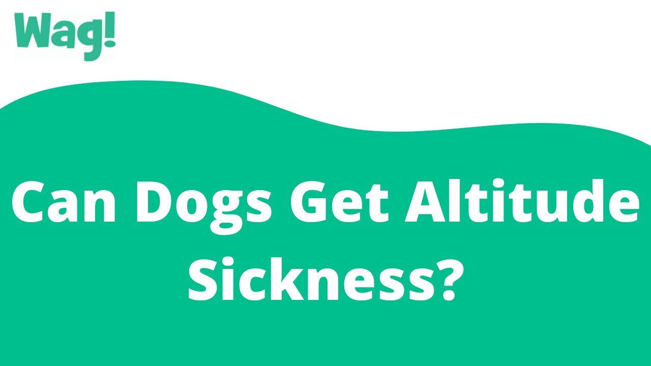 Can Dogs Get Altitude Sickness? | Wag!