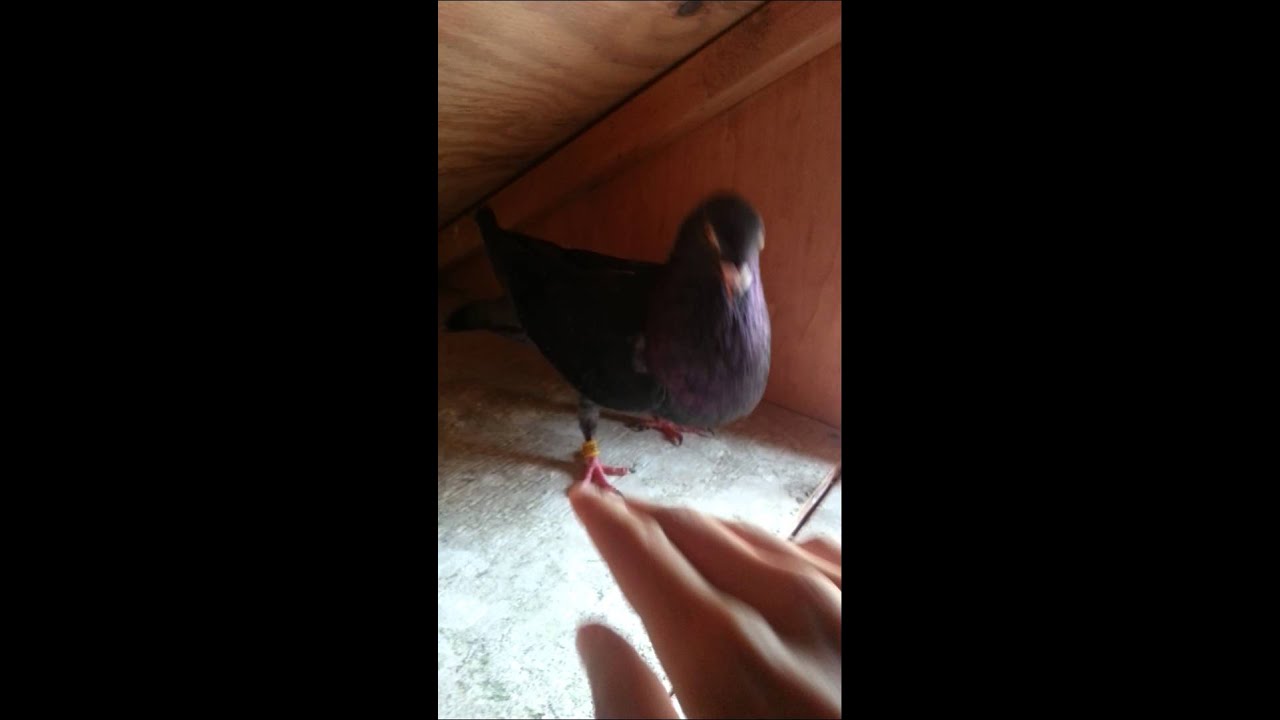 Cuban hen
