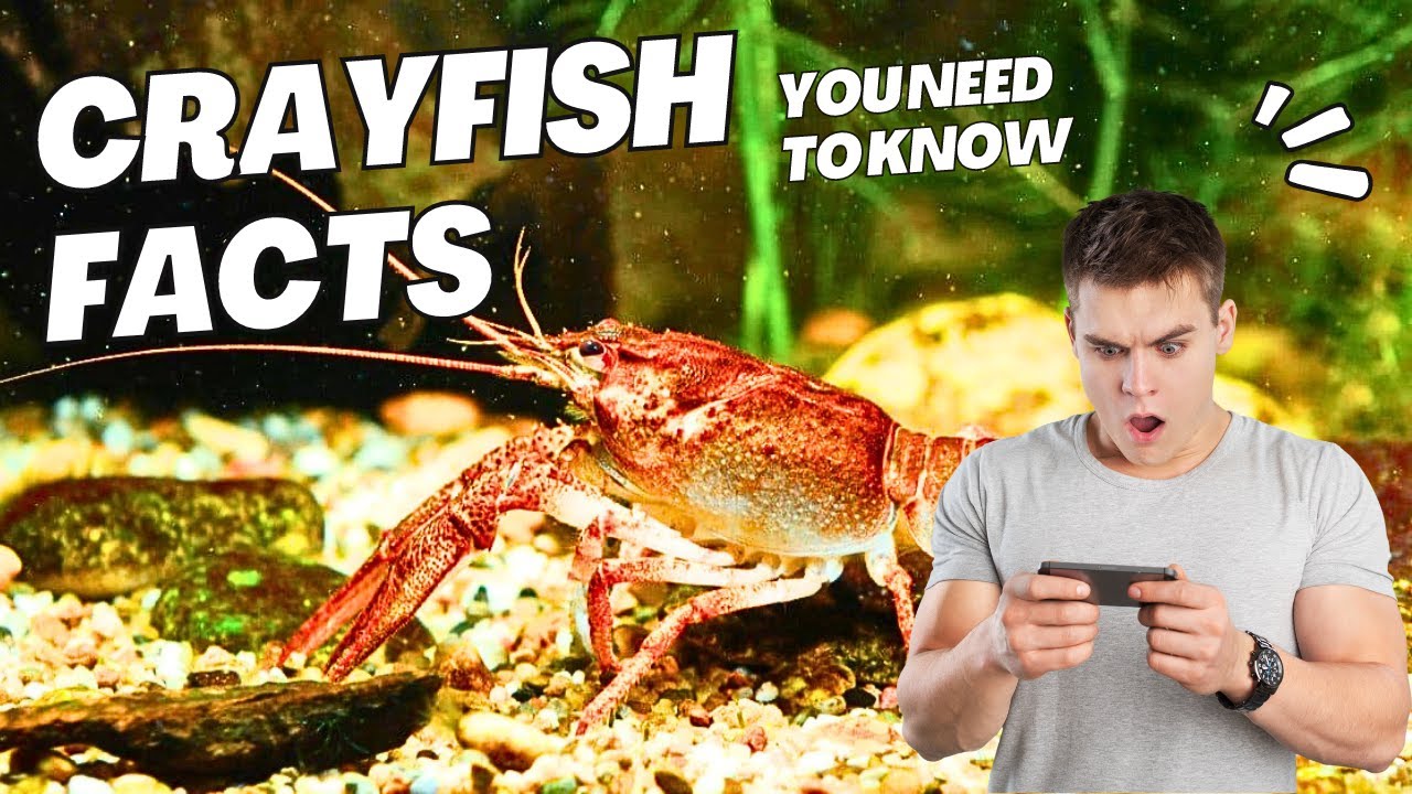 Interesting Crayfish Facts You Need to Know | Fish Facts