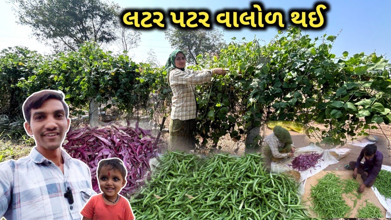 લટર પટર વાલોળ 😍 || Life at Botad Village Vlogs 