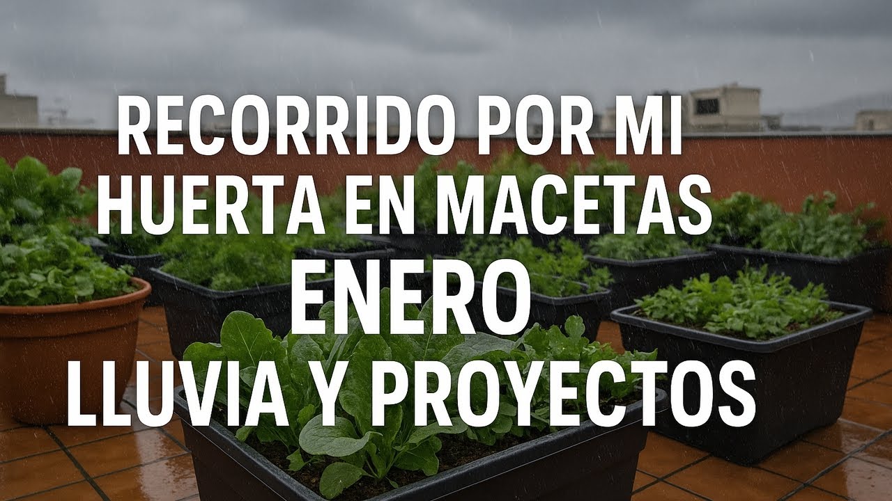 La lluvia lo cambia todo: así van mis cultivos en la azotea este mes de ENERO