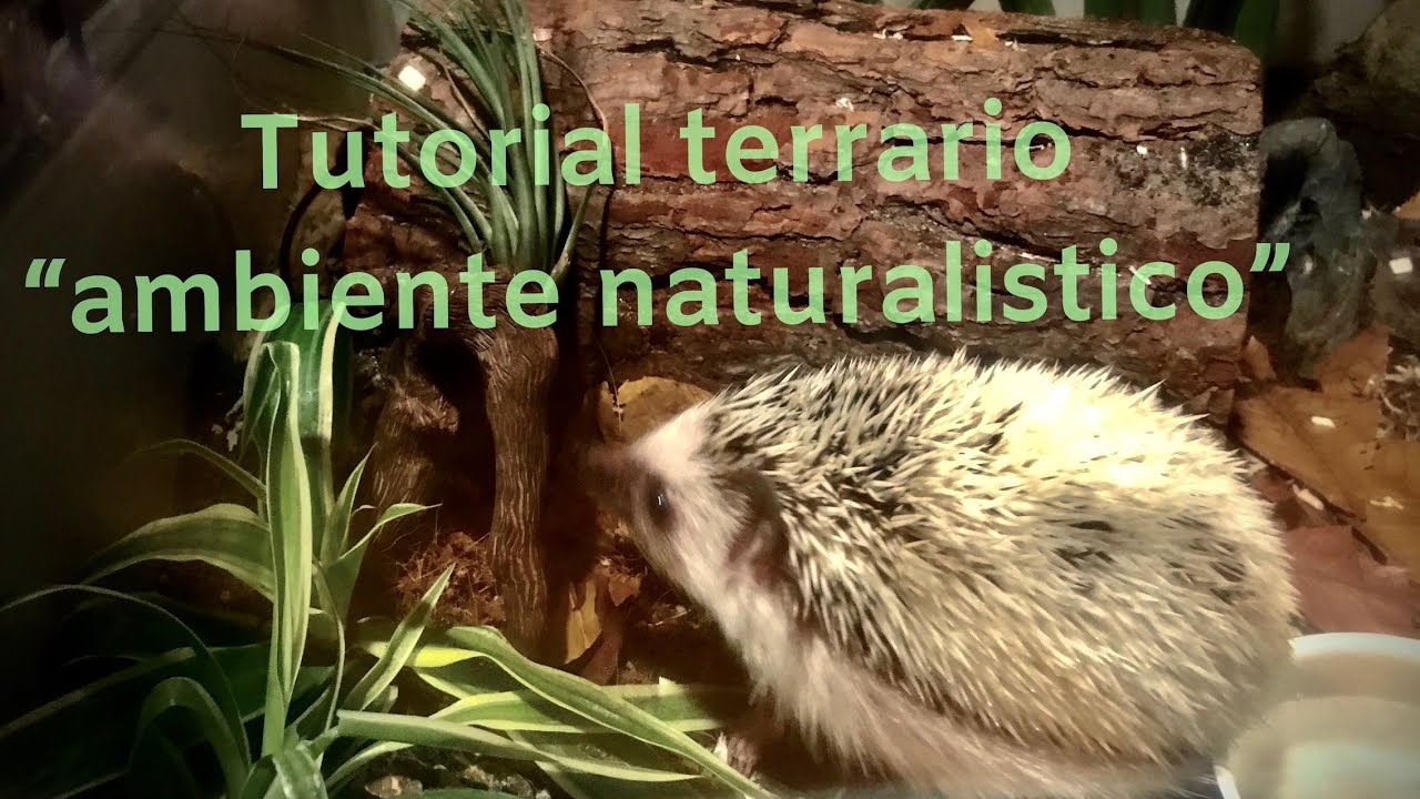 TUTORIAL TERRARIO 