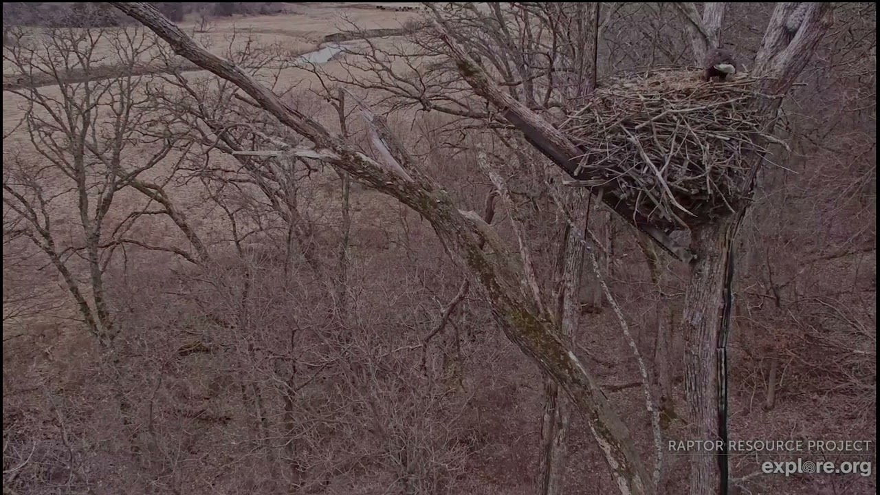 Decorah North Eagles 2-19-26 More intruder drama, Mr doing a great job defending