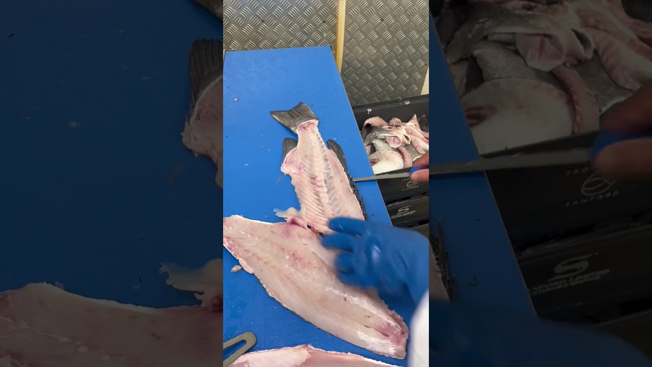 Filleting Dressed Hapuka from Deep Water in New Zealand! #filleting #newzealand #fishcutting