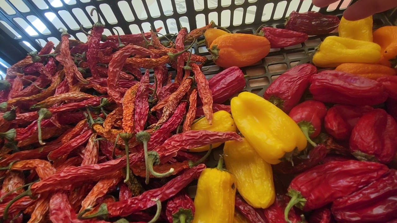 Como secar Chiles  Serranos. #chile