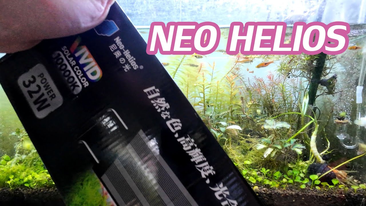 ์Neo Helios แบบโคมยาว ขับสีปลา สีตรง ไม้แดง พันต้นๆ ก็เสียวได้