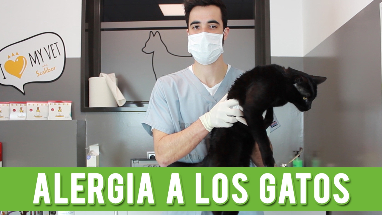 Alergia A Los Gatos | Causas, Síntomas y Consejos