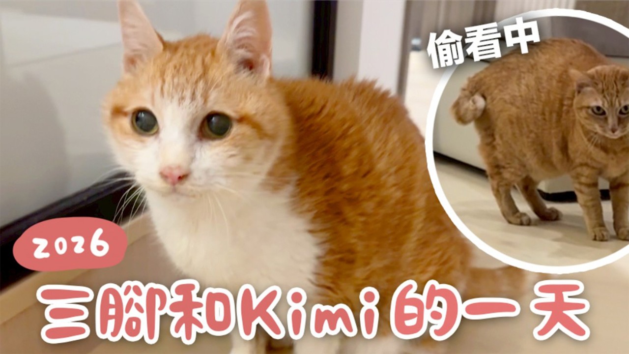 【黃阿瑪的後宮生活】2026三腳和Kimi的一天！三腳一直被偷窺！
